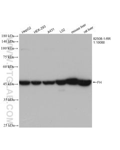 FH Recombinant monoclonal antibody proteintech 82508-1-RR