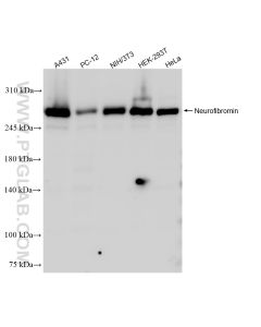Neurofibromin Recombinant monoclonal antibody proteintech 83620-5-RR