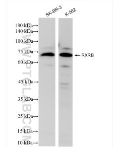 RXRB Recombinant monoclonal antibody proteintech 84656-4-RR