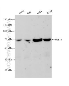 MLLT1 Recombinant monoclonal antibody proteintech 83242-3-RR