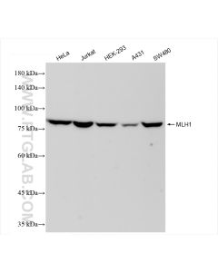 MLH1 Recombinant monoclonal antibody proteintech 84208-2-RR