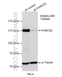 FANCD2 Recombinant monoclonal antibody proteintech 83946-4-RR