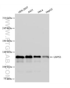 USP53 Recombinant monoclonal antibody proteintech 83846-1-RR