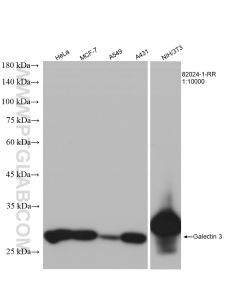 Galectin-3 Recombinant monoclonal antibody proteintech 82024-1-RR