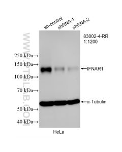IFNAR1 Recombinant monoclonal antibody proteintech 83002-4-RR