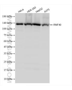 RNF40 Recombinant monoclonal antibody proteintech 84058-5-RR