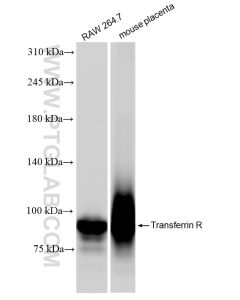 CD71 Recombinant monoclonal antibody proteintech 84766-4-RR