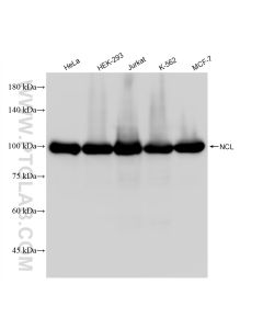 Nucleolin/C23 Recombinant monoclonal antibody proteintech 83380-1-RR