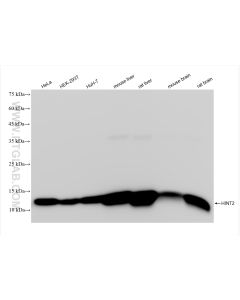 HINT2 Recombinant monoclonal antibody proteintech 84031-5-RR