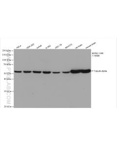 Alpha Tubulin Recombinant monoclonal antibody proteintech 80762-1-RR