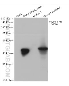 HA Tag Recombinant monoclonal antibody proteintech 81290-1-RR