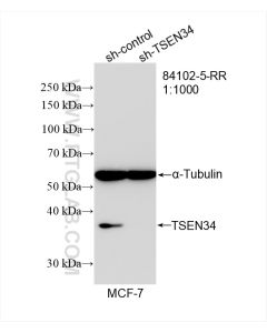TSEN34 Recombinant monoclonal antibody proteintech 84102-5-RR