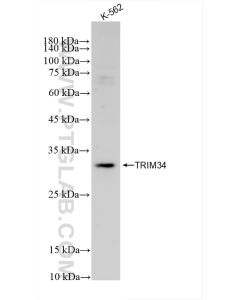 TRIM34 Recombinant monoclonal antibody proteintech 83316-2-RR