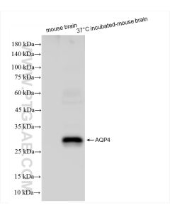 Aquaporin 4 Recombinant monoclonal antibody proteintech 82296-6-RR