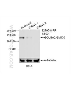 GOLGA2/GM130 Recombinant monoclonal antibody proteintech 82705-8-RR