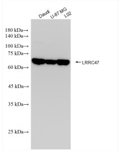 LRRC47 Recombinant monoclonal antibody proteintech 83693-3-RR