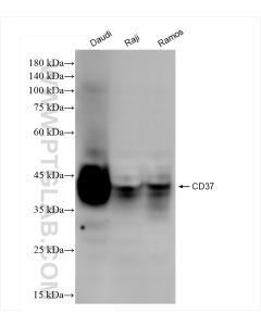 CD37 Recombinant monoclonal antibody proteintech 84509-2-RR