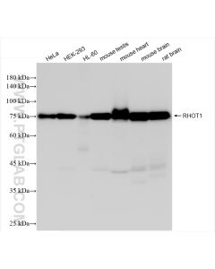 MIRO1 Recombinant monoclonal antibody proteintech 84055-5-RR