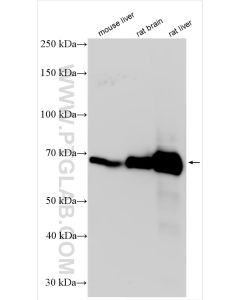 Albumin Recombinant monoclonal antibody proteintech 83697-5-RR