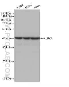 AURKA Recombinant monoclonal antibody proteintech 82906-1-RR