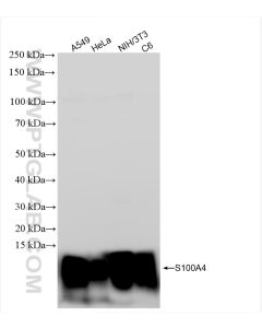 S100A4 Recombinant monoclonal antibody proteintech 84221-1-RR