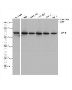 UPF1 Recombinant monoclonal antibody proteintech 82791-1-RR