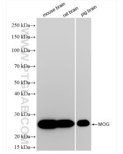MOG Recombinant monoclonal antibody proteintech 83063-6-RR