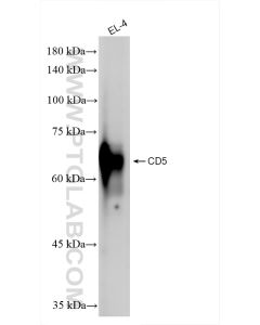 CD5 Recombinant monoclonal antibody proteintech 83451-4-RR