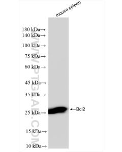 Bcl2 Recombinant monoclonal antibody proteintech 82469-6-RR