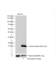 Acetyl-Histone H2B (Lys5) Recombinant monoclonal antibody proteintech 83171-4-RR