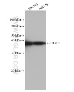 EIF2S1 Recombinant monoclonal antibody proteintech 82936-1-RR