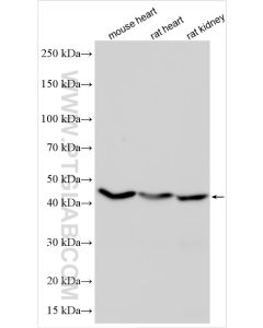 PD-L1/CD274 Recombinant monoclonal antibody proteintech 83906-6-RR