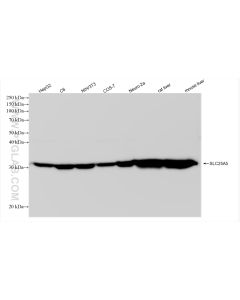 ANT1/2 Recombinant monoclonal antibody proteintech 83104-1-RR