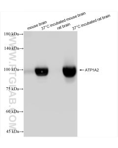 ATP1A1/2/3/4 Recombinant monoclonal antibody proteintech 84999-4-RR
