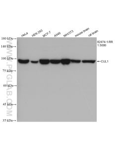 CUL1 Recombinant monoclonal antibody proteintech 82474-1-RR