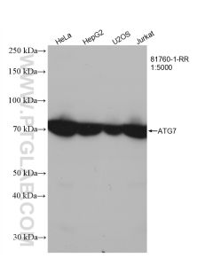 ATG7 Recombinant monoclonal antibody proteintech 81760-1-RR