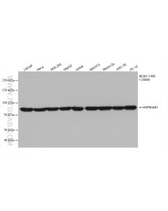 HSP90 Recombinant monoclonal antibody proteintech 80301-1-RR