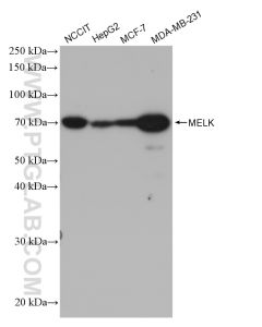 MELK Recombinant monoclonal antibody proteintech 82893-2-RR