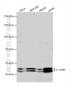 JUND Recombinant monoclonal antibody proteintech 83134-6-RR
