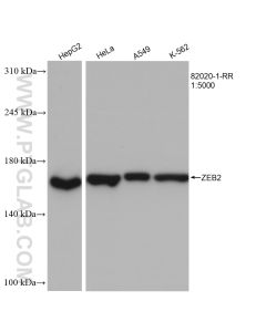 ZEB2 Recombinant monoclonal antibody proteintech 82020-1-RR