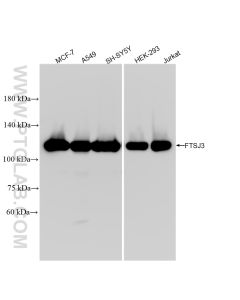 FTSJ3 Recombinant monoclonal antibody proteintech 84311-6-RR
