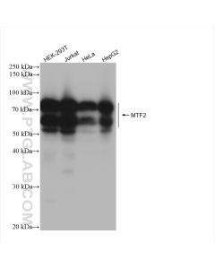 MTF2 Recombinant monoclonal antibody proteintech 82944-1-RR