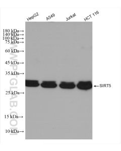 SIRT5 Recombinant monoclonal antibody proteintech 82246-1-RR