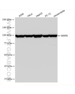 MARS Recombinant monoclonal antibody proteintech 83690-5-RR