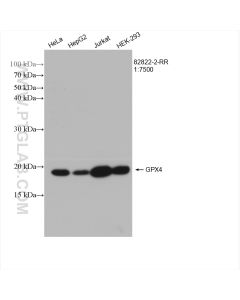 GPX4 (Human Specific) Recombinant monoclonal antibody proteintech 82822-2-RR