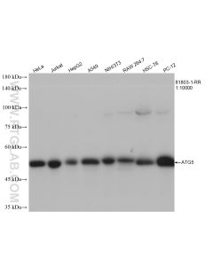 ATG5 Recombinant monoclonal antibody proteintech 81803-1-RR
