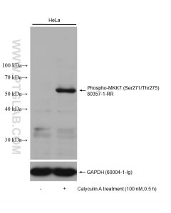 Phospho-MKK7 (Ser271/Thr275) Recombinant monoclonal antibody proteintech 80357-1-RR