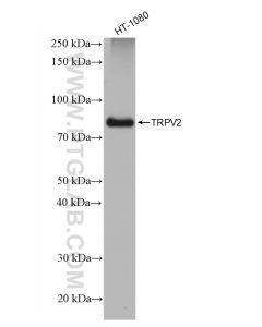 TRPV2 Recombinant monoclonal antibody proteintech 83022-1-RR