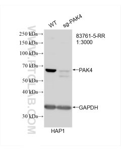 PAK4 Recombinant monoclonal antibody proteintech 83761-5-RR