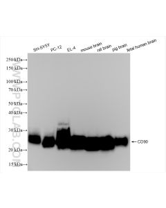 CD90 Recombinant monoclonal antibody proteintech 84180-1-RR